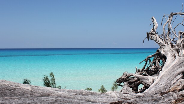 A clear view of a beach with turquoise water and a dead tree trunk in the foreground. - Exclusive Bimini Bay home with private boat slip. (Bimini)
