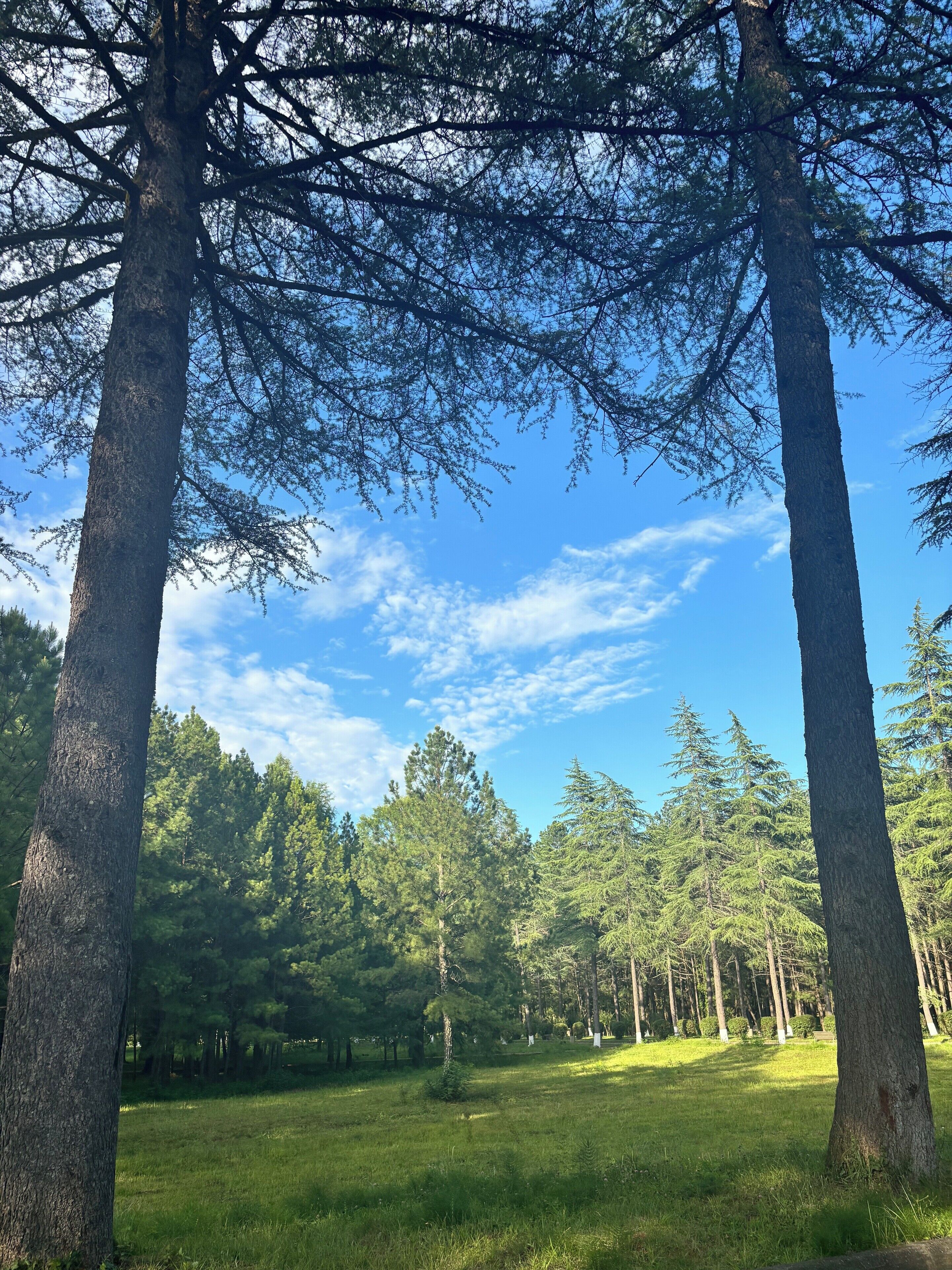 A forest with tall trees and a clear blue sky.