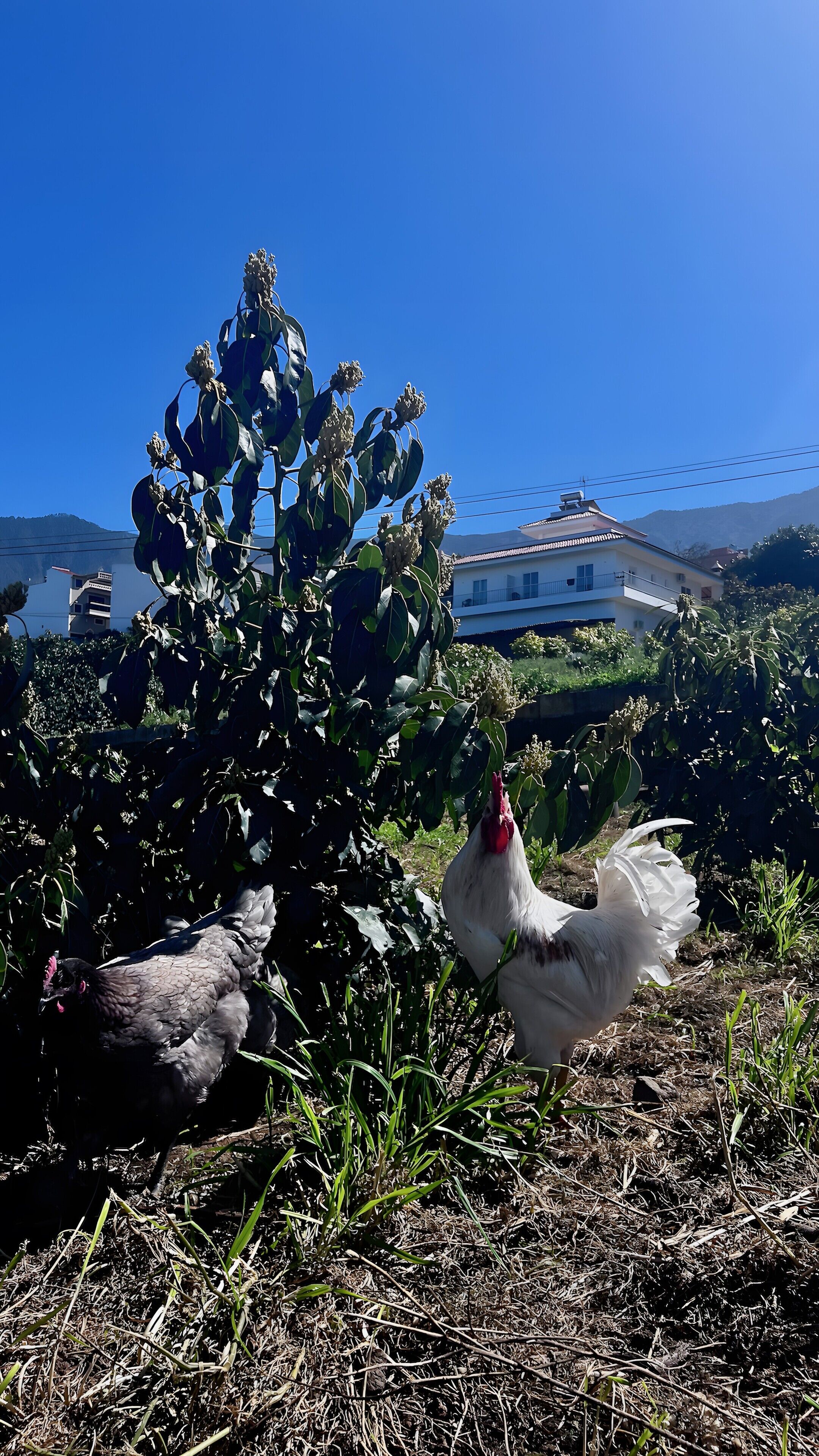 A rural landscape with a white rooster and a black hen, surrounded by vegetation and a clear blue sky.