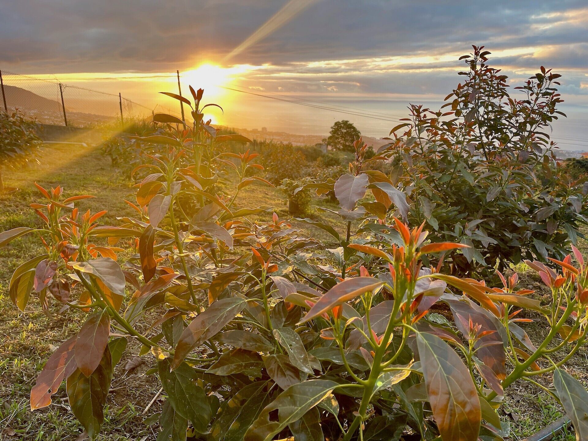 A rural landscape with a field of crops and a fence in the foreground.