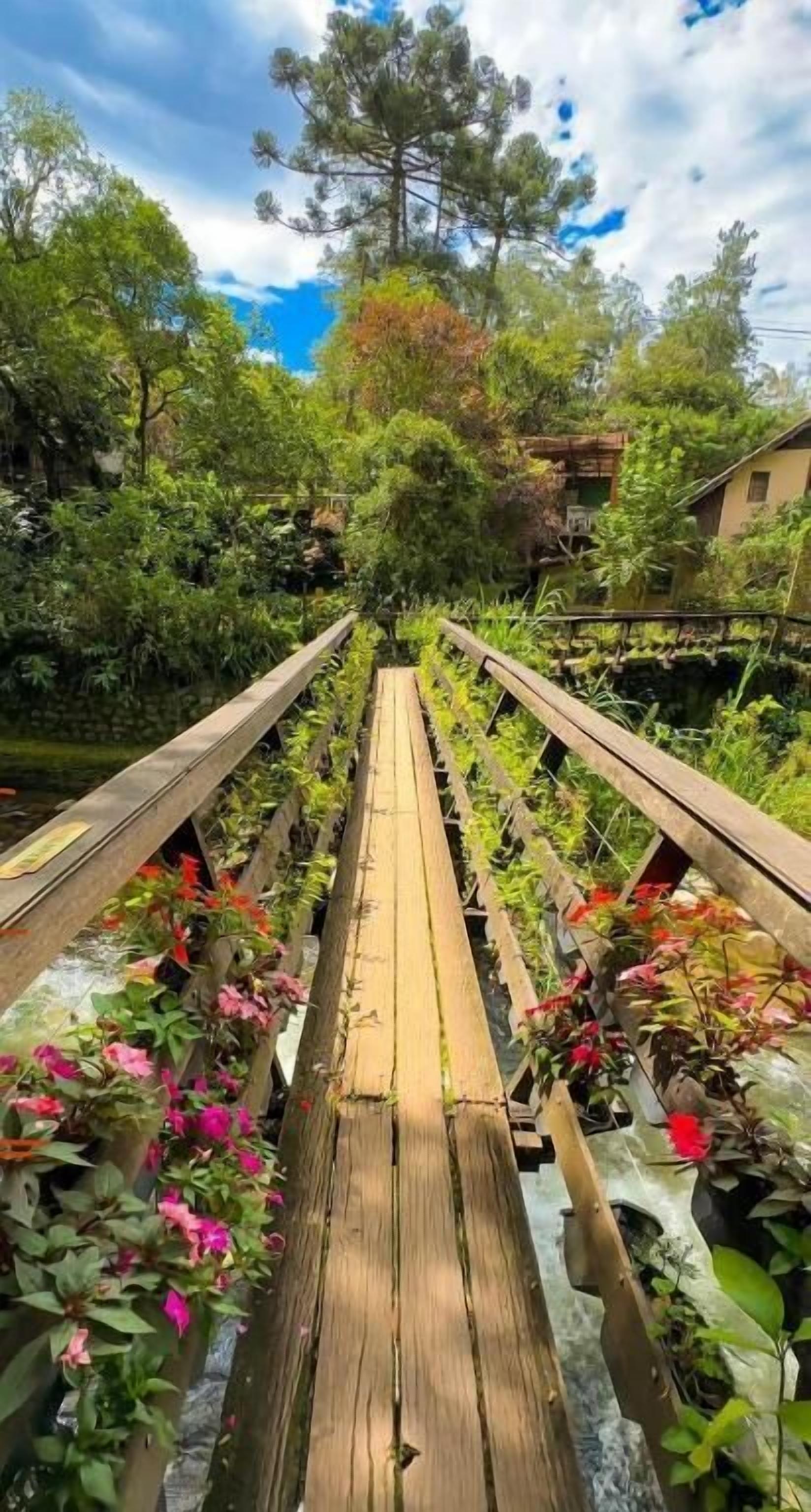 Un puente de madera flanqueado por macetas con plantas, rodeado de abundante follaje y árboles.