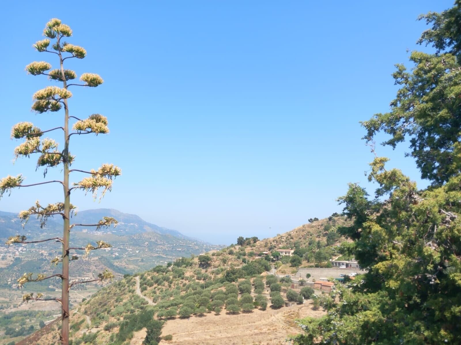 Un árbol con racimos de flores, un paisaje montañoso con edificios dispersos y un cielo azul despejado.