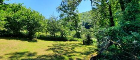 A natural outdoor area with trees and a grassy path.