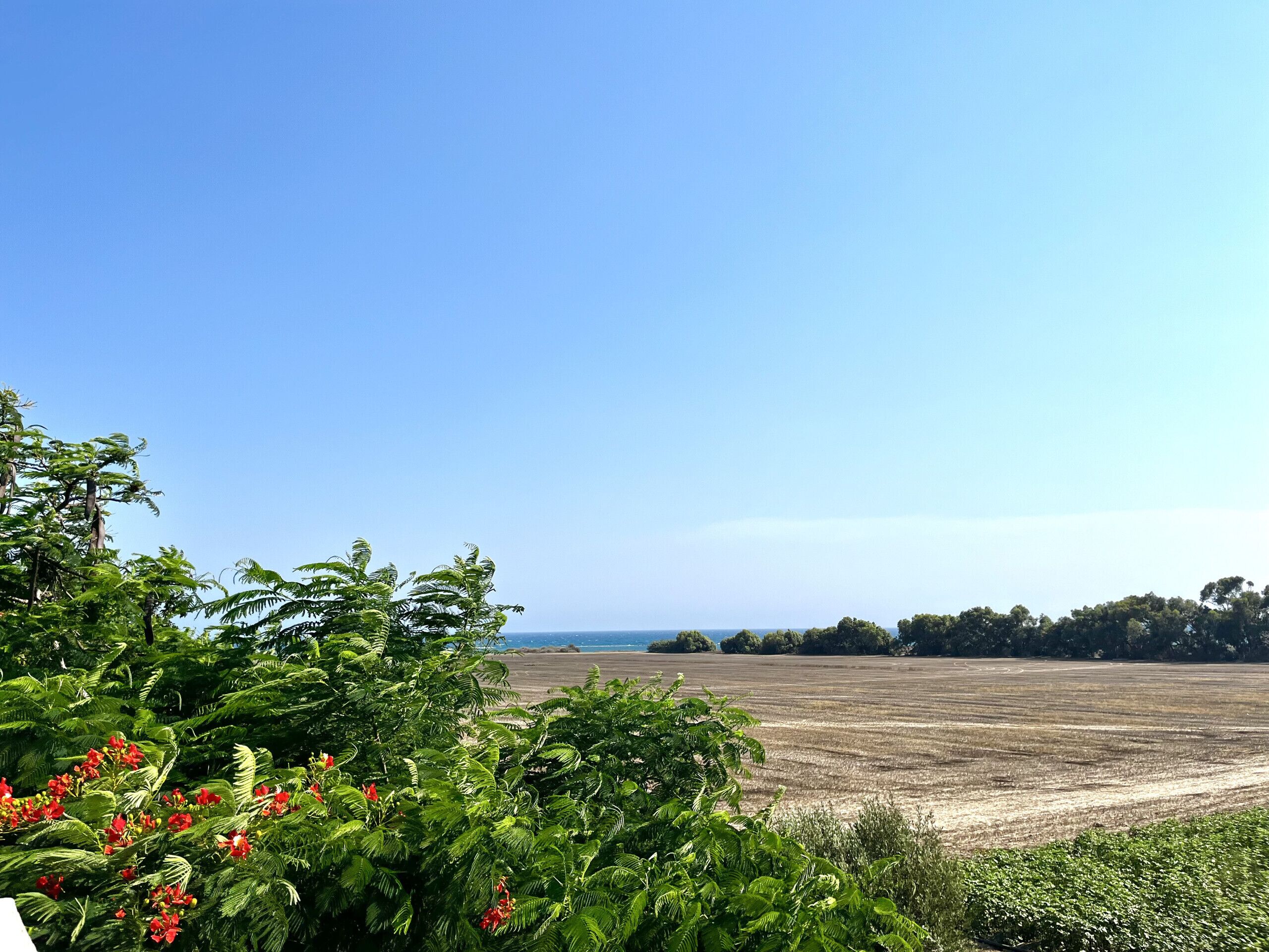 A field with a clear sky and distant trees.