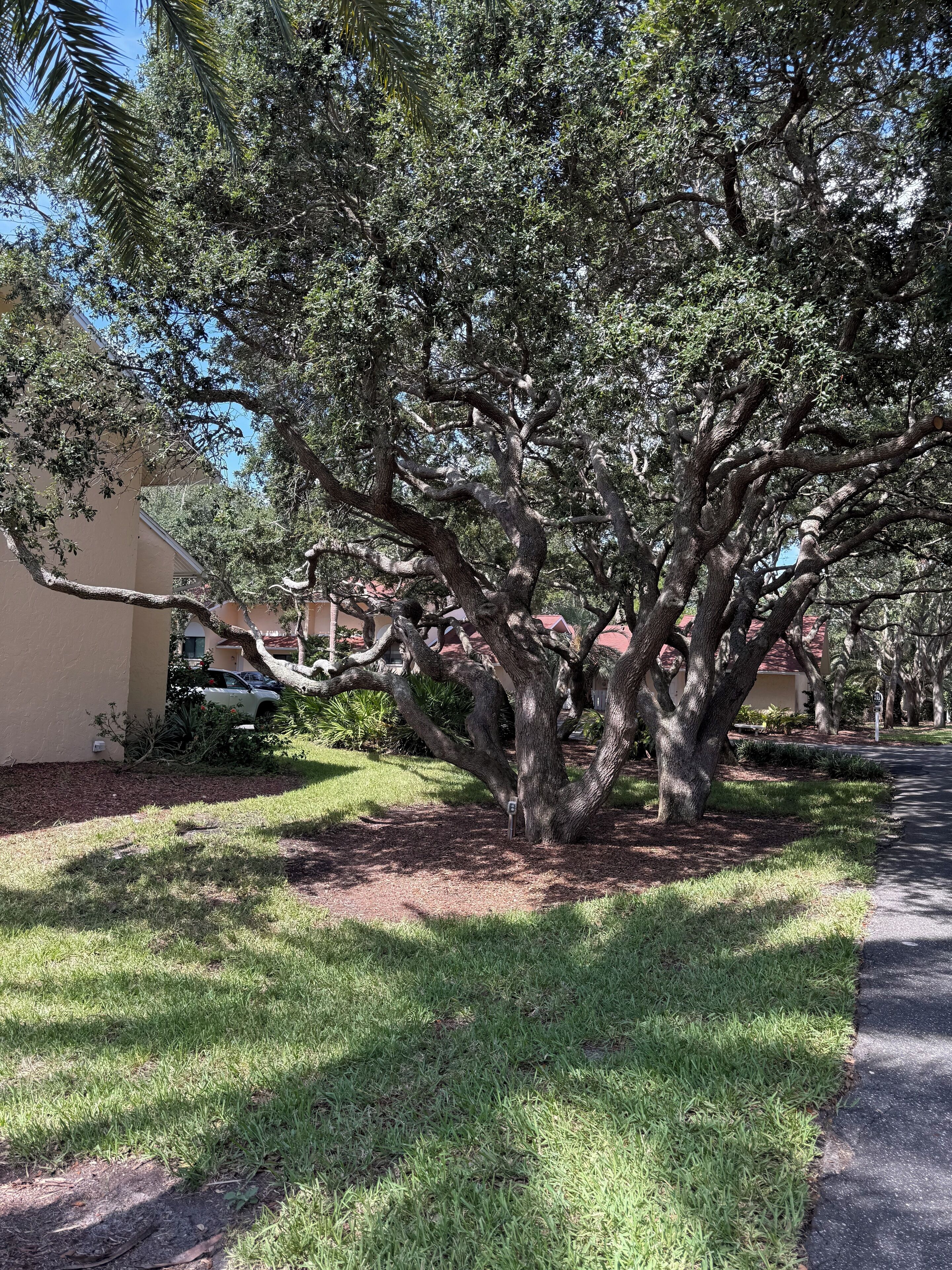 A large tree with a thick trunk and sprawling branches in a residential area.