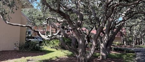 Un árbol grande con un tronco grueso y ramas extendidas en una zona residencial.