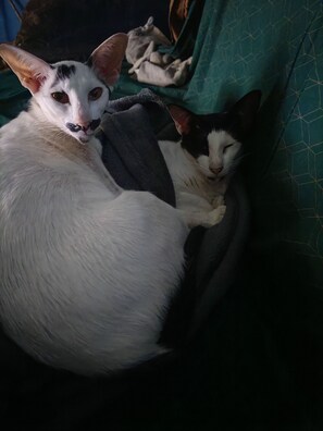 Aceita animais de estimação