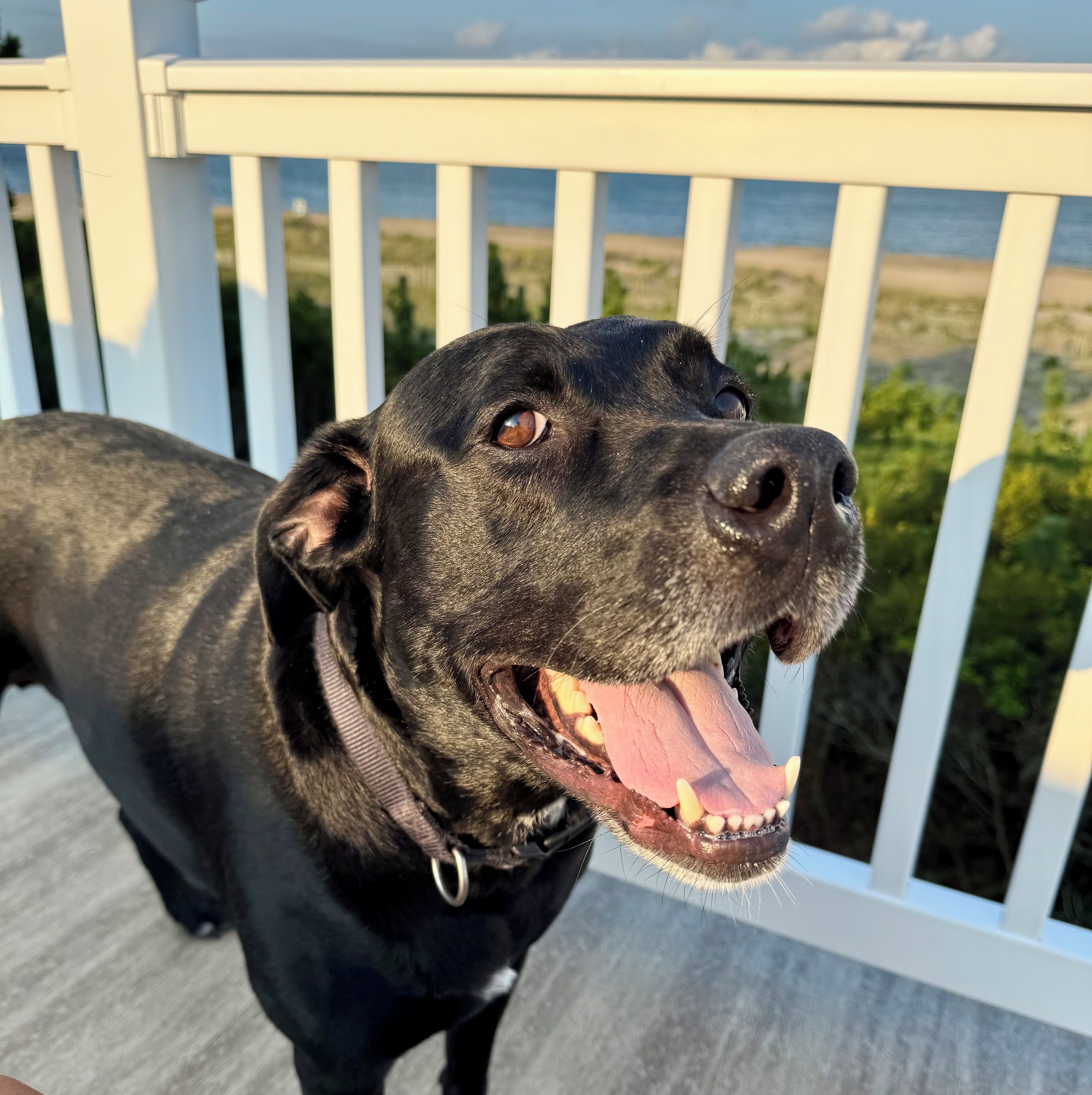 A black dog on a wooden deck with white railings, overlooking a grassy area and water.