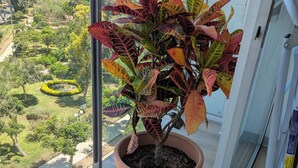 A balcony with a potted plant, a glass door, and a view of a cityscape with buildings and greenery. - Beautiful  loft in Barranco (Barranco)