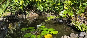 Cool cottage with AC in Keaau