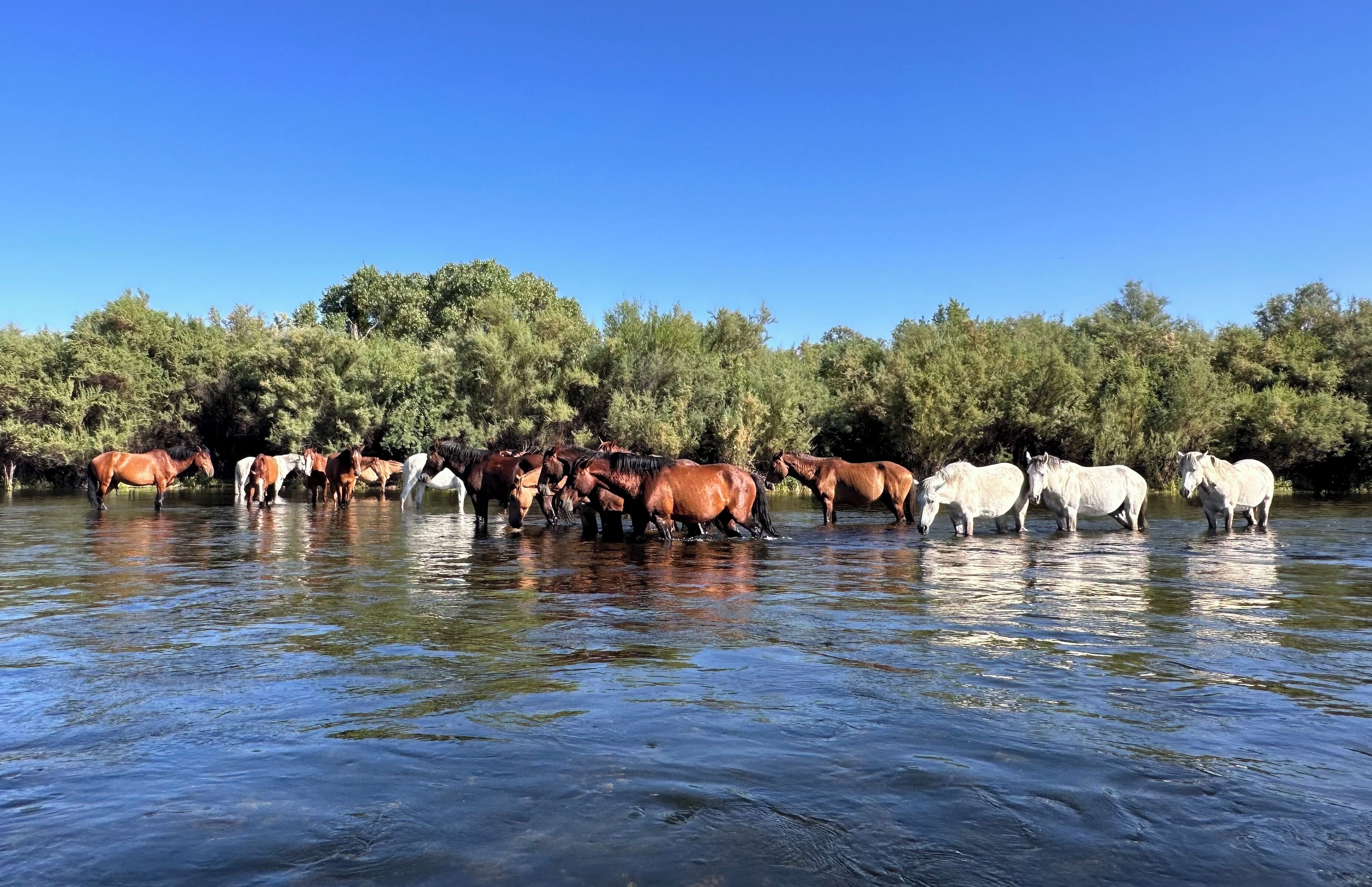A group of horses standing in a body of water with trees in the background.