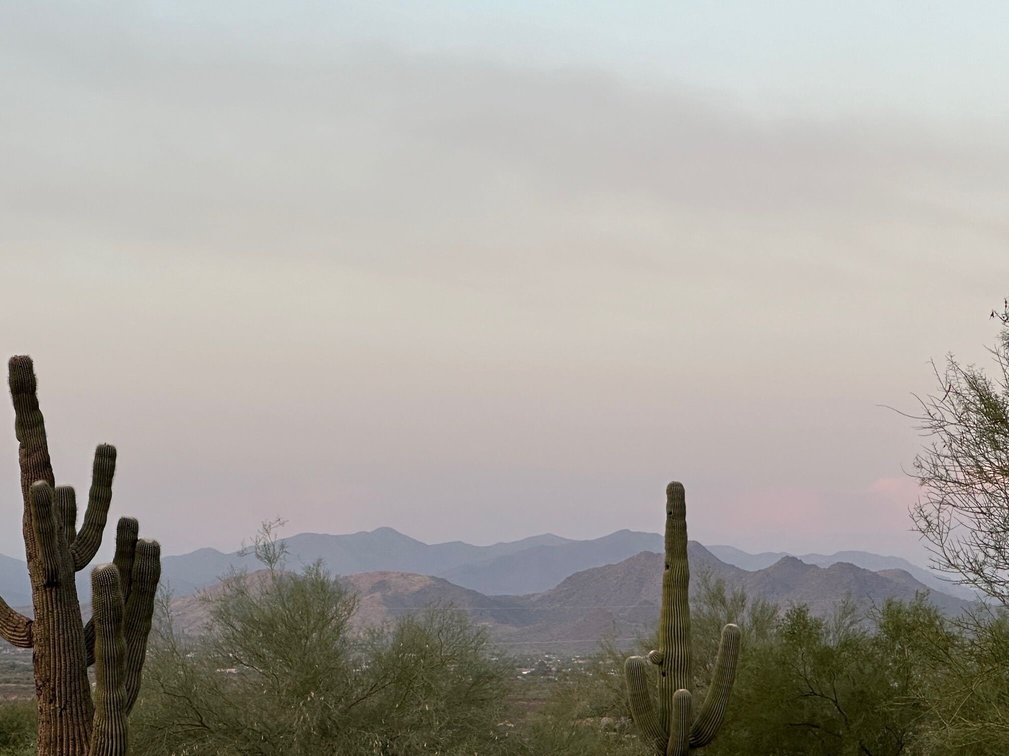 A desert landscape with multiple saguaro cacti and distant mountains under a cloudy sky.