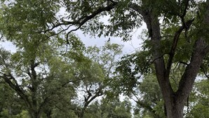 Un parc avec une table de pique-nique et des bancs, entouré d’arbres et d’herbe.