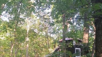 A rustic cabin surrounded by dense forest.