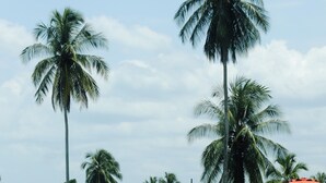 A pool area with lounge chairs and an umbrella, surrounded by tall palm trees and lush greenery. - The Ranch Jamaica Eco Resort and Ranch (St. Catherine Parish)