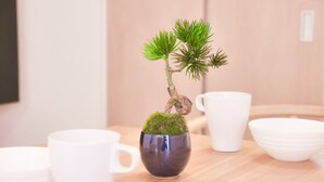 A small bonsai tree in a ceramic pot on a wooden table with white cups and bowls.