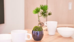 A small bonsai tree in a ceramic pot on a wooden table with white cups and bowls.