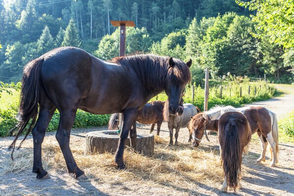 A stable with horses and hay bales.