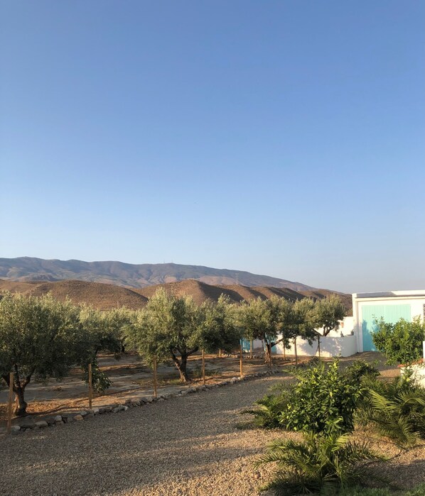 Property grounds - Quality Rustic Retreat in Tabernas Countryside (Tabernas)