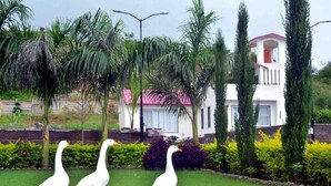 Three white geese on a grassy lawn with a white building and palm trees in the background. - Kisan Farm House | Serene 2BR Villa with Private Pool & Garden, Hillside Stay (Rajsamand)