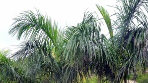 A garden with a patterned outdoor seating area and palm trees. - Kisan Farm House | Serene 2BR Villa with Private Pool & Garden, Hillside Stay (Rajsamand)