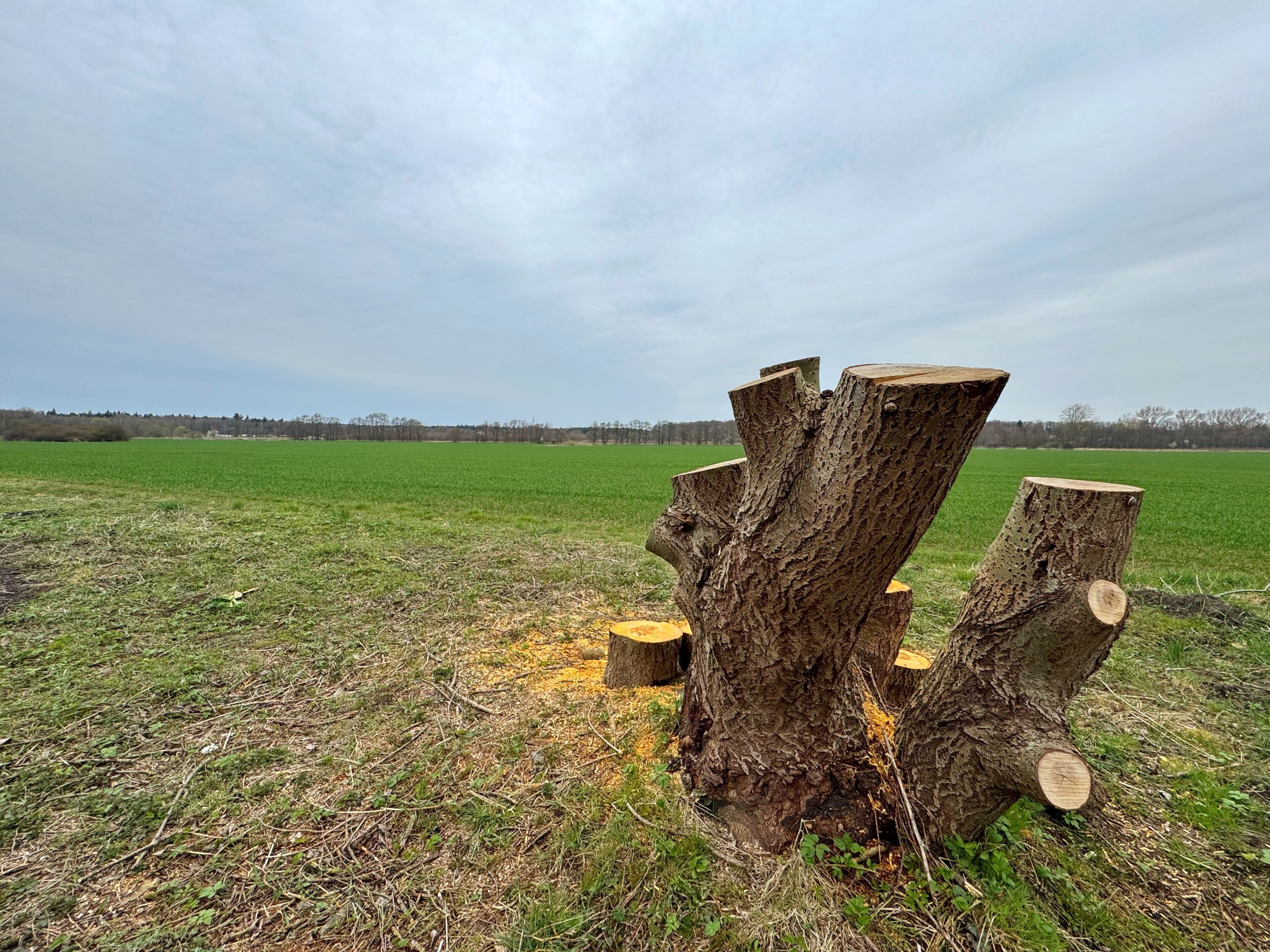 A field with a large tree stump and smaller cut logs.