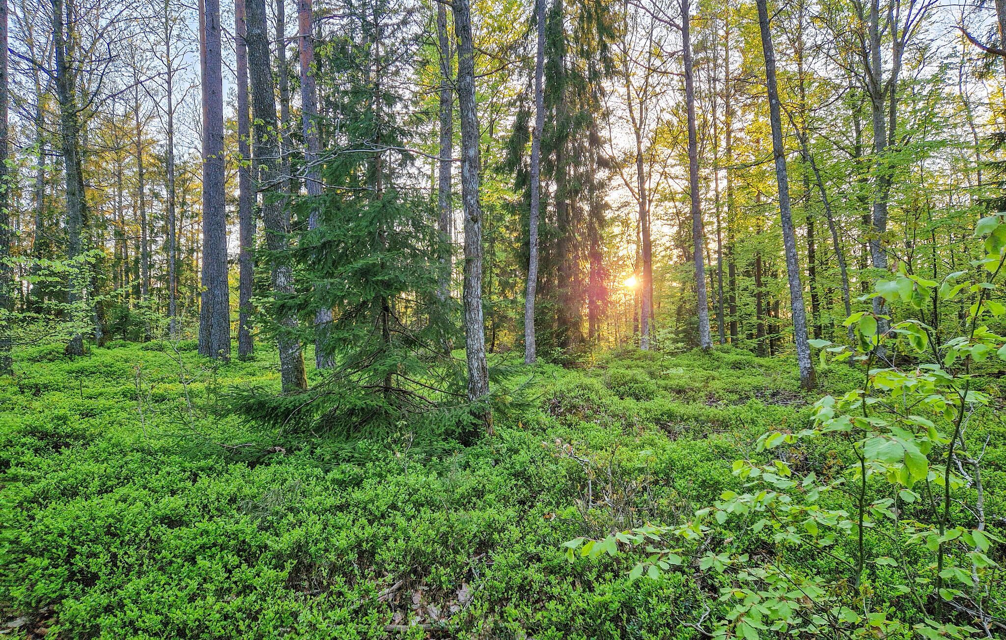 A dense forest with tall trees and lush green undergrowth.