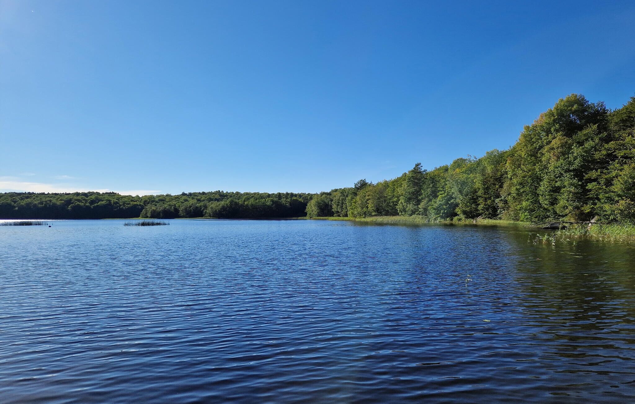 Un lac paisible, entouré d’une forêt dense.