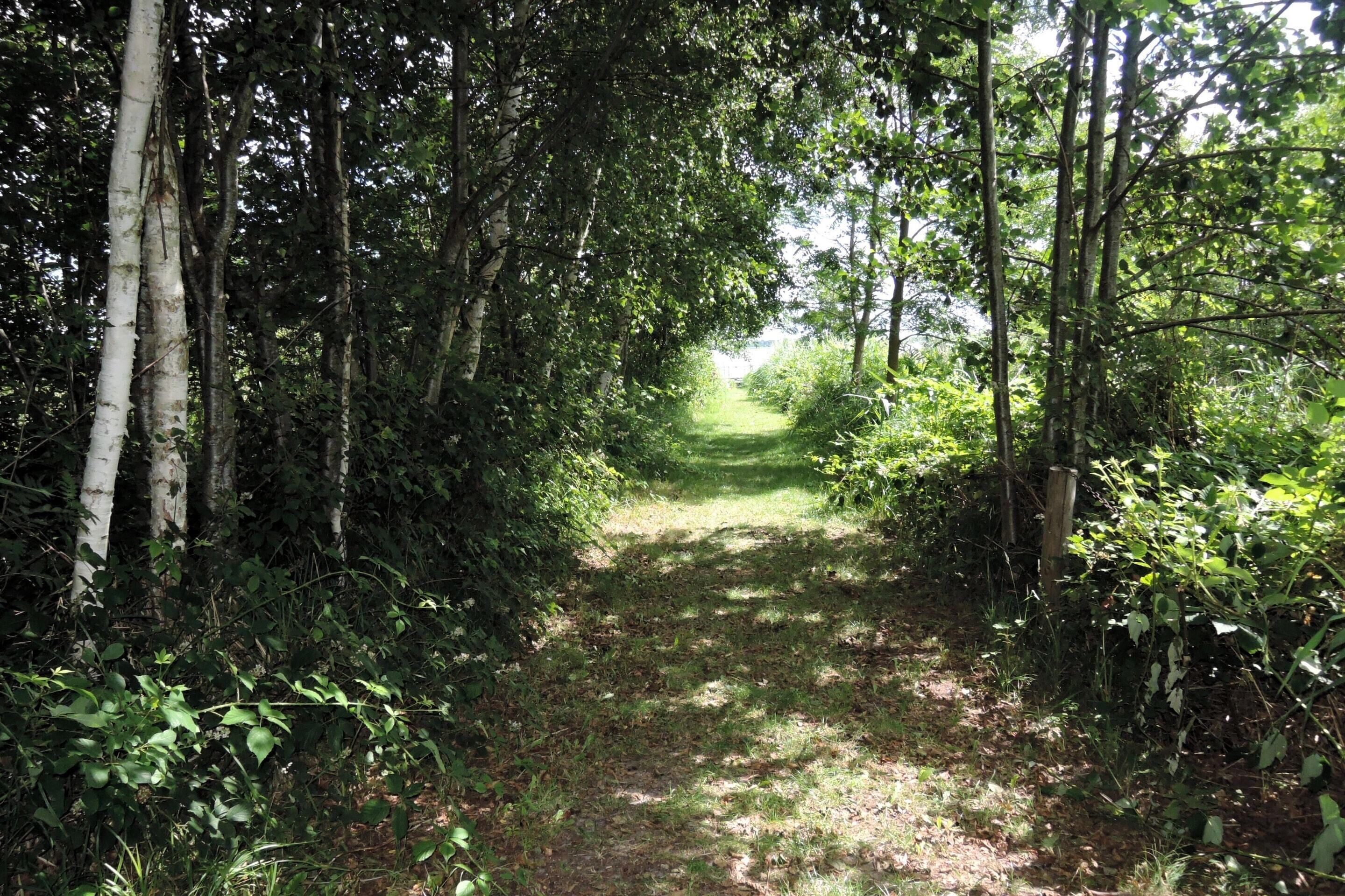 A narrow forest path surrounded by dense greenery and trees.