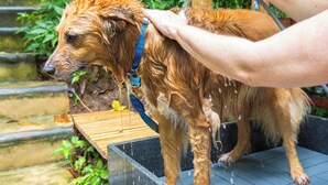 A dog being bathed in a stone basin with a wooden platform, surrounded by lush greenery. - Bom pra Cachorro (Morro de São Paulo)