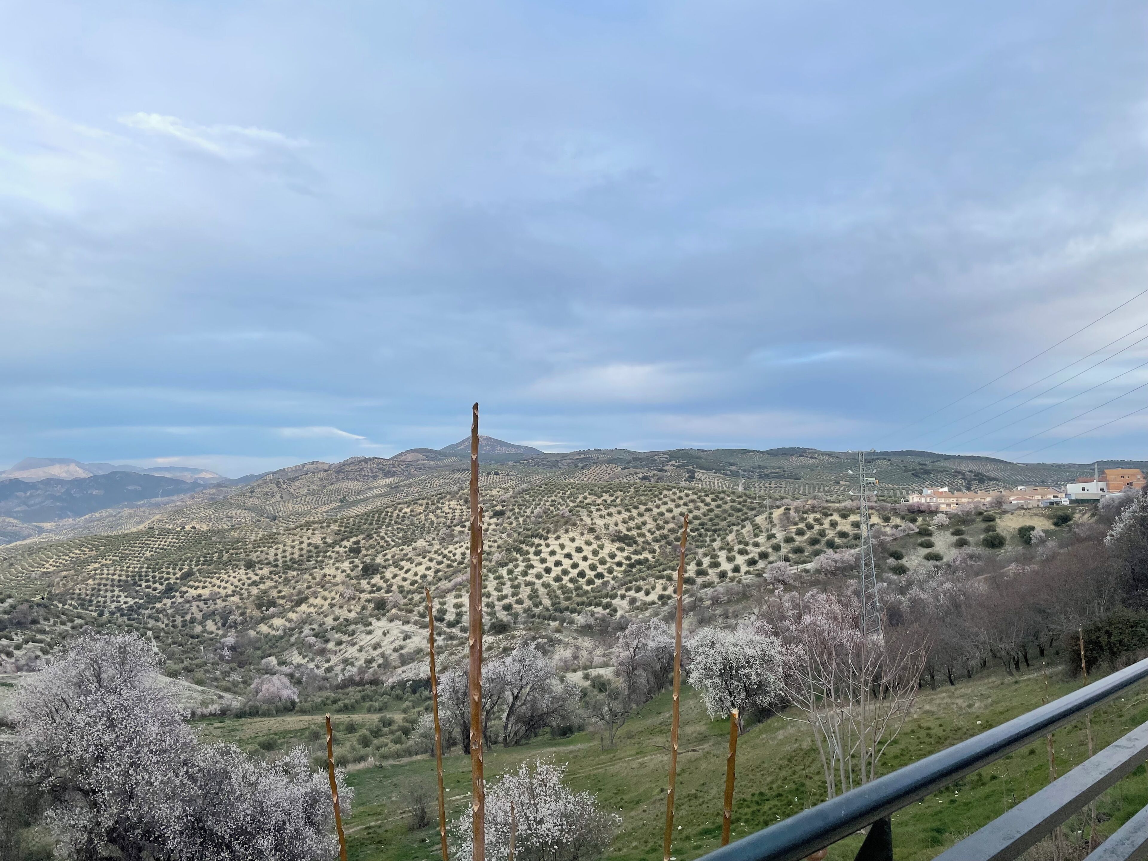 Et panorama over et bakket landskab med sparsom vegetation og enkelte blomstrende træer.