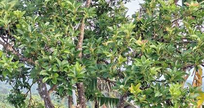 Victorian Guesthouse Unit 3