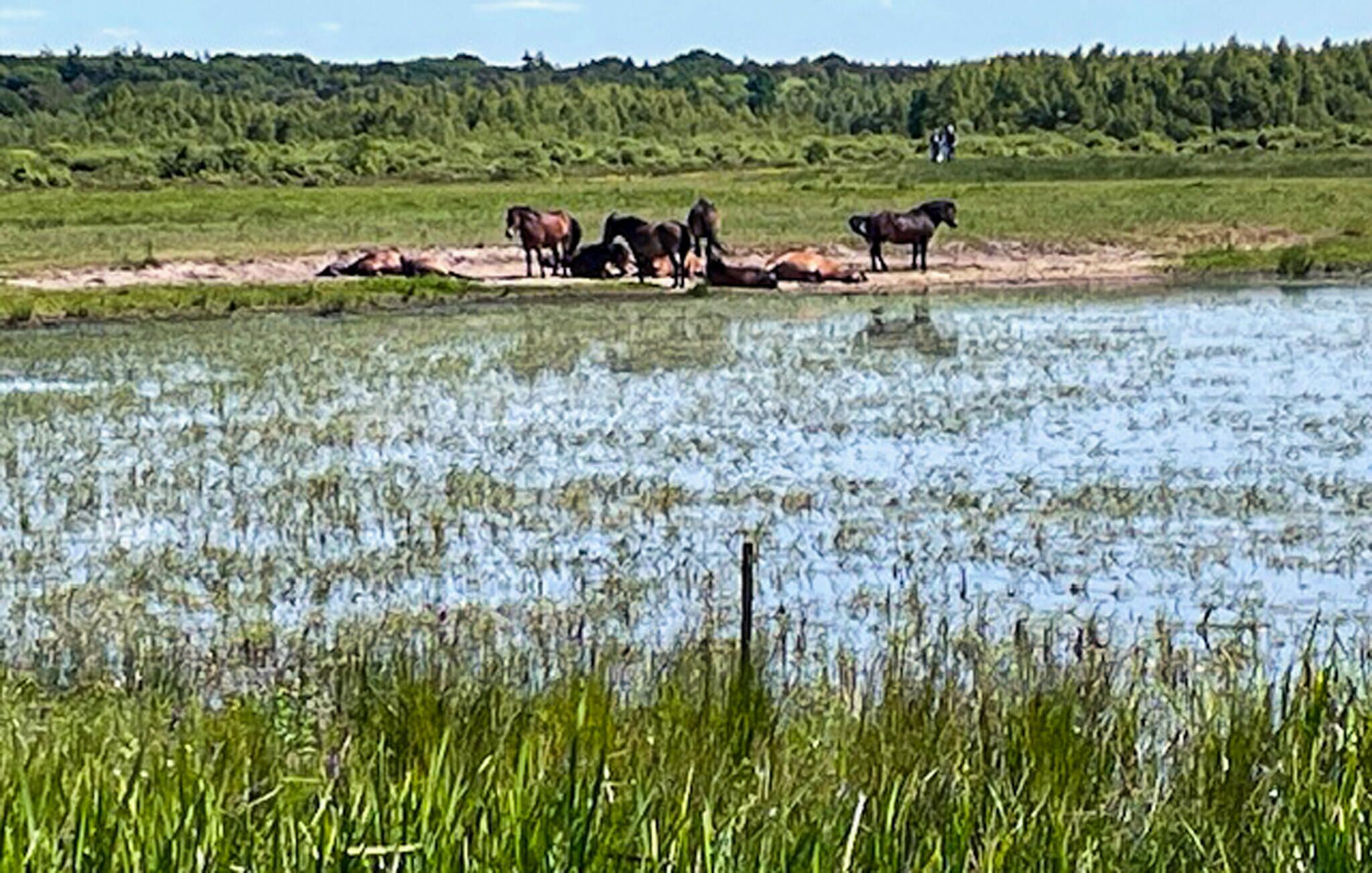 Un groupe de chevaux près d’une étendue d’eau, avec une forêt en arrière-plan.
