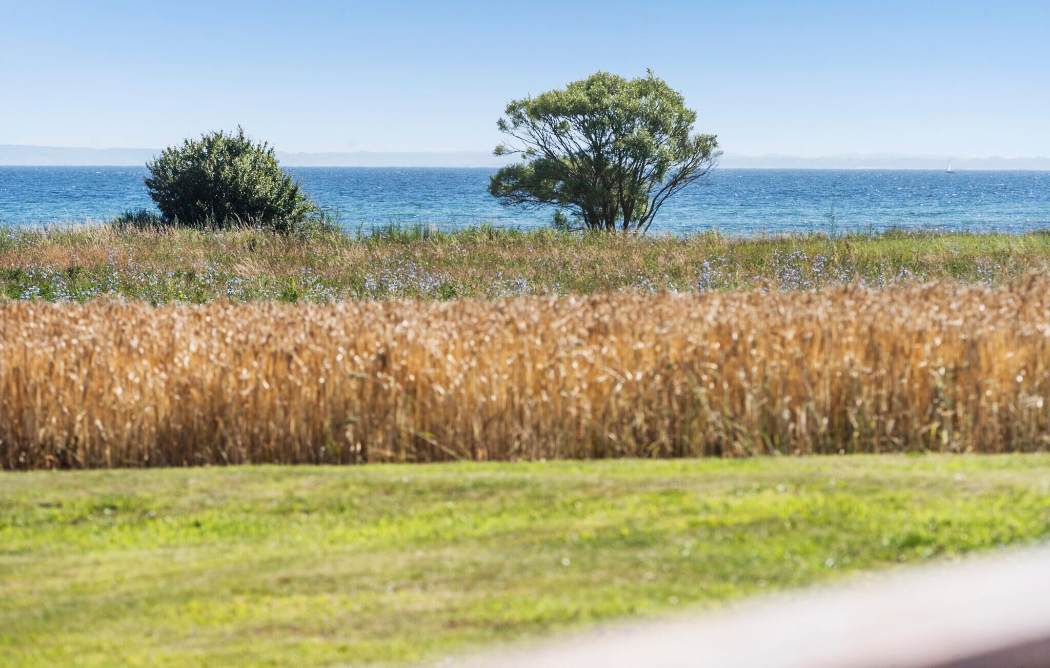 A coastal landscape with a field of wheat, a tree, and the sea in the background.