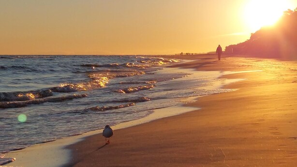 Une scène de plage avec des vagues, un oiseau et des personnes au loin, au coucher du soleil.