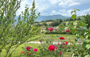 A garden with red roses and a house in the background.