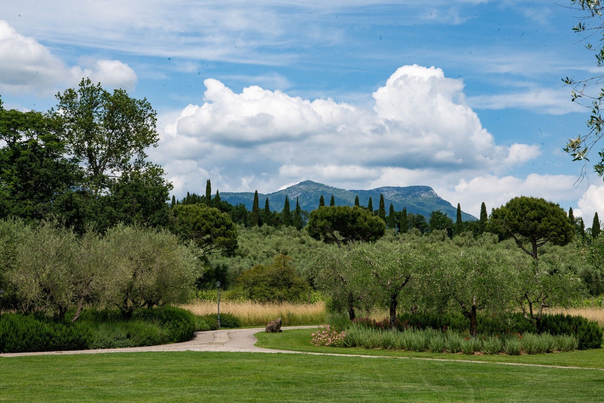 Un champ herbeux avec des arbres et une montagne en arrière-plan.