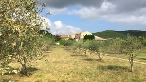A rural property with a house, olive trees, and a hilly landscape.