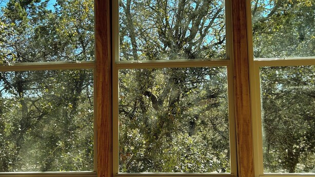 A window with a view of dense trees and a clear blue sky.