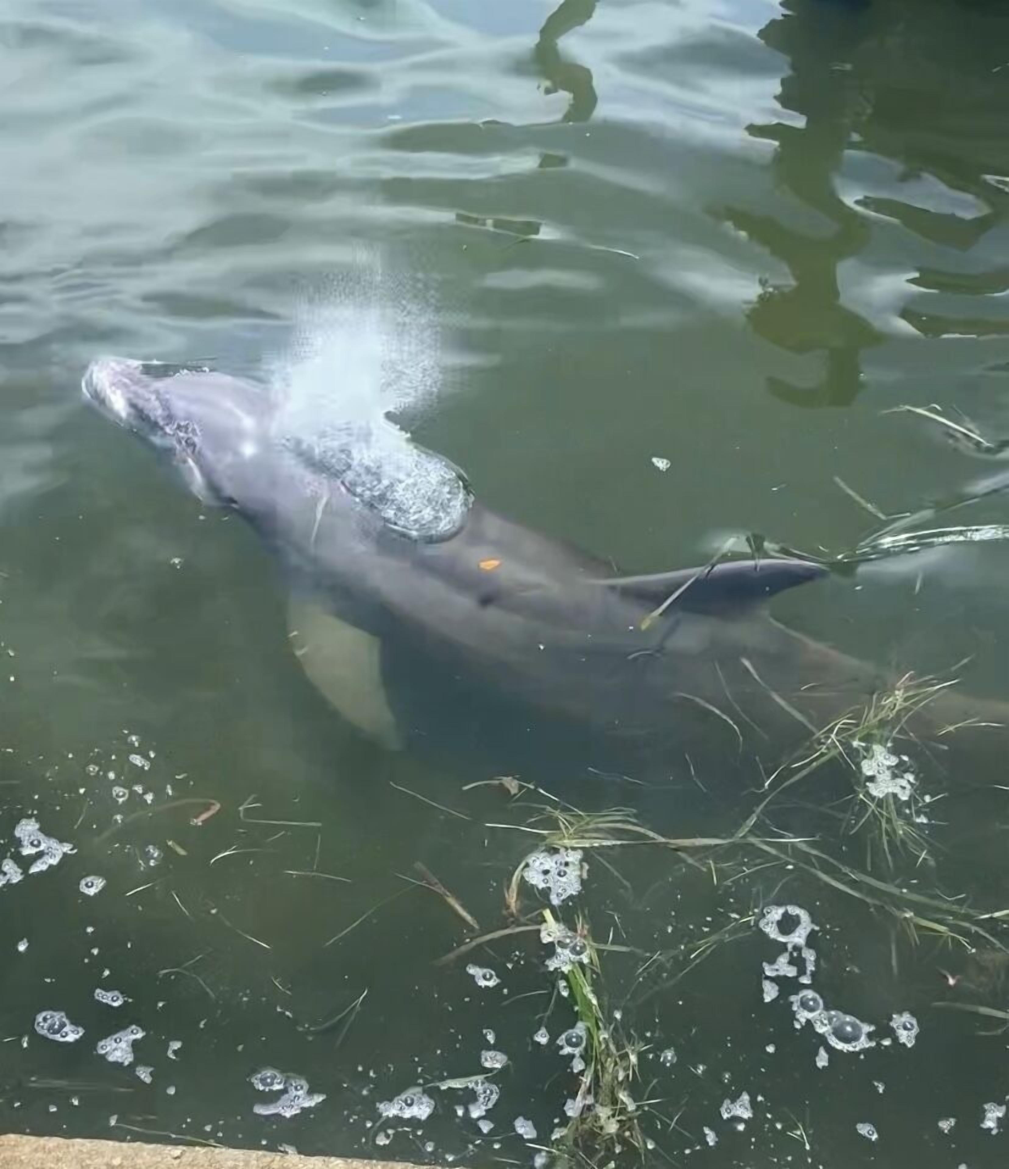 A dolphin swimming in a body of water with bubbles and grass.