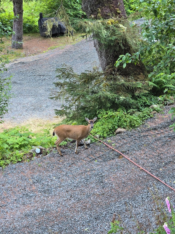 Boendeområde