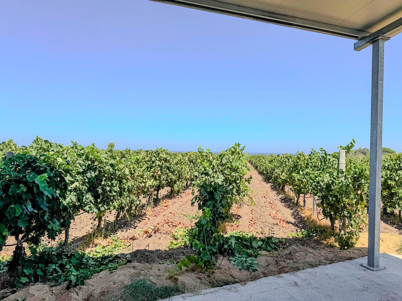 Un vigneto con filari di viti sotto un cielo sereno.