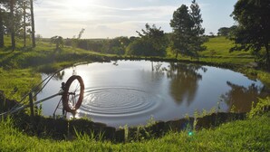 Un estanque tranquilo con una rueda de bicicleta al frente, rodeado de abundante vegetación y árboles.
