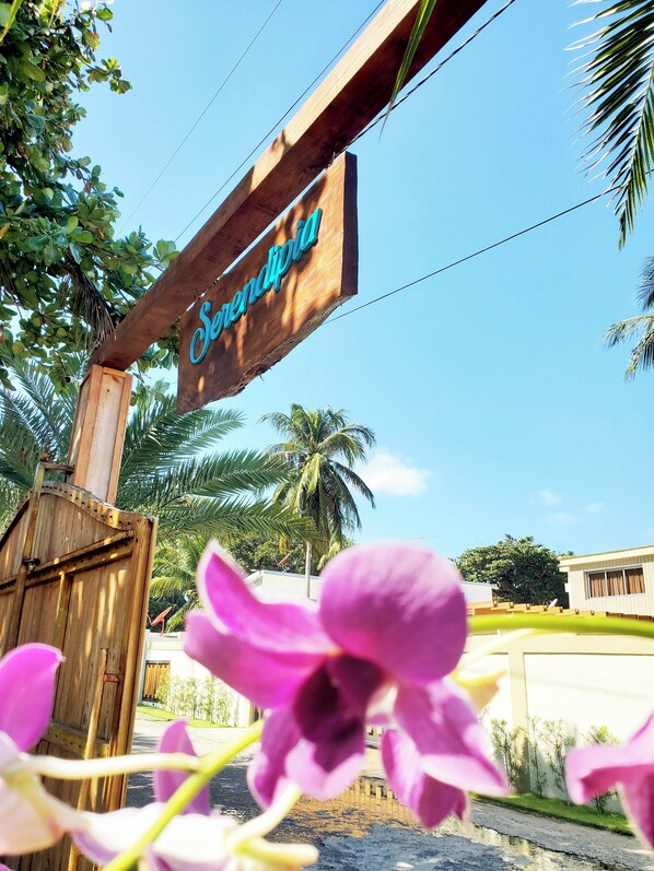 A wooden sign with the name 'Serendipia' against a clear blue sky, surrounded by lush greenery and a palm tree.