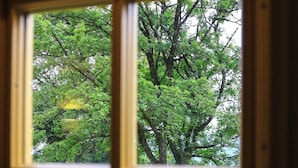 Una ventana con vistas a un árbol y una zona con césped.