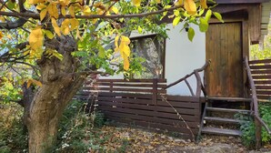 A rustic wooden structure with a wooden door and steps leading up to it, surrounded by trees with yellow leaves. - Cabaña Jacuzzi Interior (San Alfonso)
