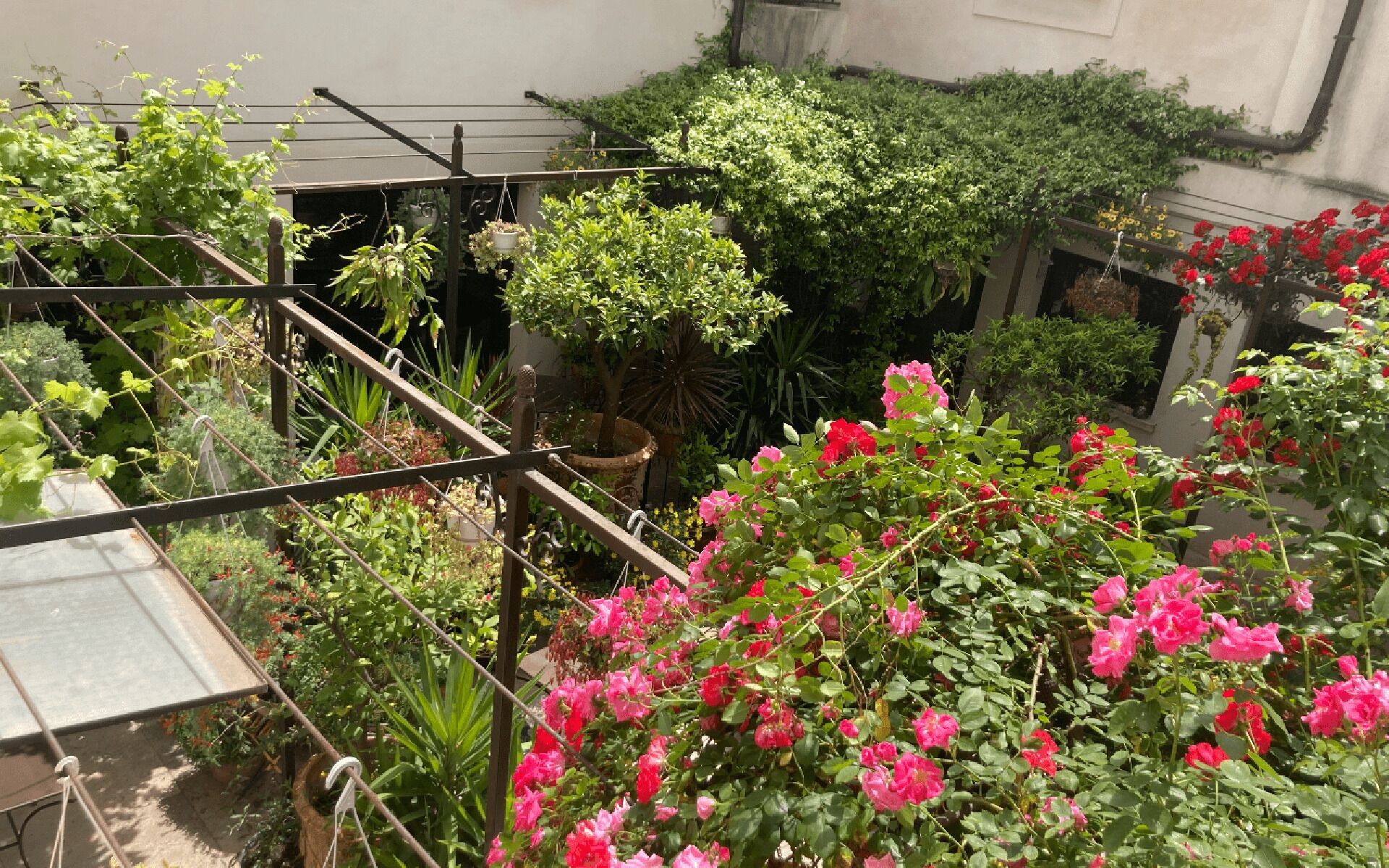 Un jardín en la azotea con diversas plantas y flores, incluyendo rosas rosadas, y una estructura de celosía metálica.