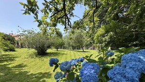 A garden with lush green grass and blue hydrangea flowers.