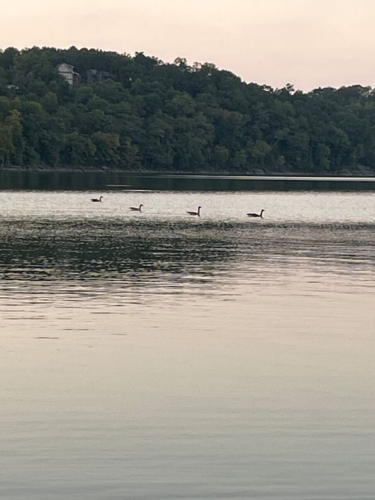 Un llac tranquil amb diverses àneses nedant, envoltat de bosc dens i un edifici llunyà.