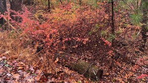 A forest with dense trees and a ground covered in fallen leaves.